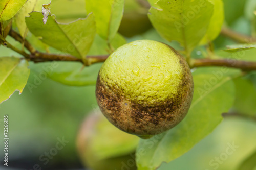 Close up Lemon were eaten by thrips