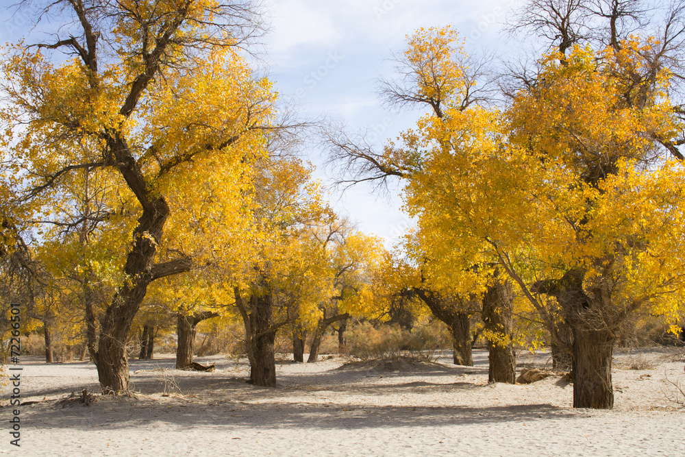 Fototapeta premium Poplar tree in autumn season