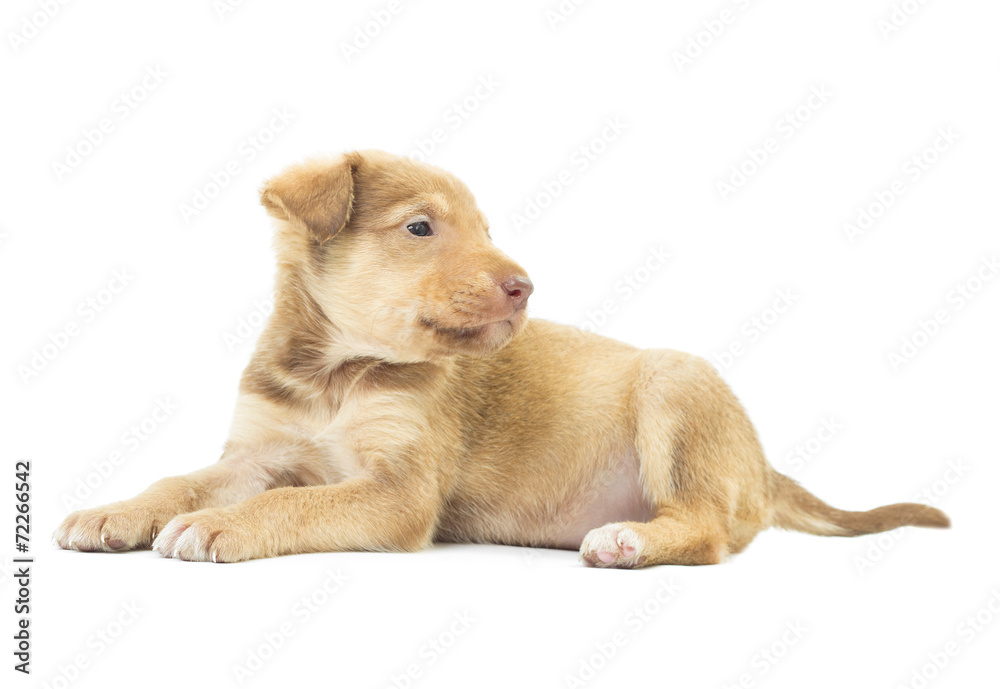 lovely beige puppy lies on a white background isolated