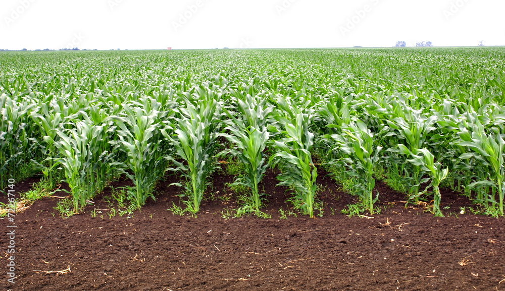 Naklejka premium Corn field culture