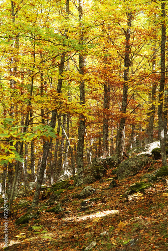 autumn in a deep forest