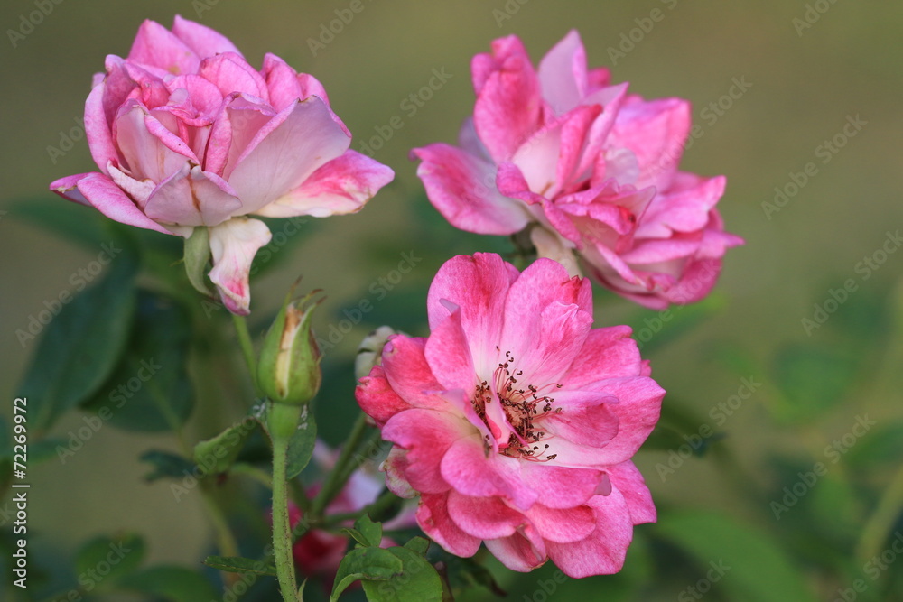 red Roses red Roses