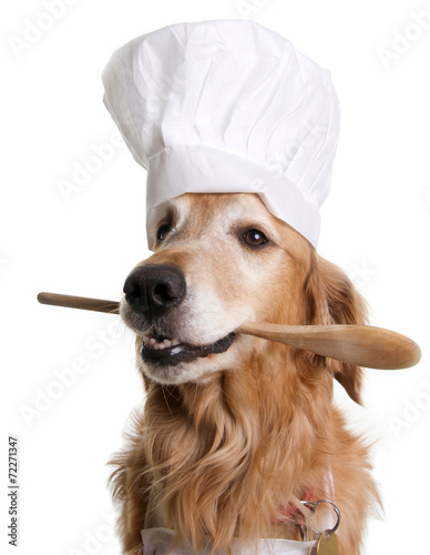 Golden Retriever Dog with a Chef Hat holding a Spatula