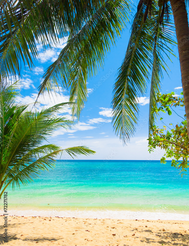Palms Overhanging Coconut Getaway