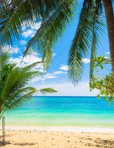 Fototapeta Naklejka Na Ścianę i Meble -  Palms Overhanging Coconut Getaway