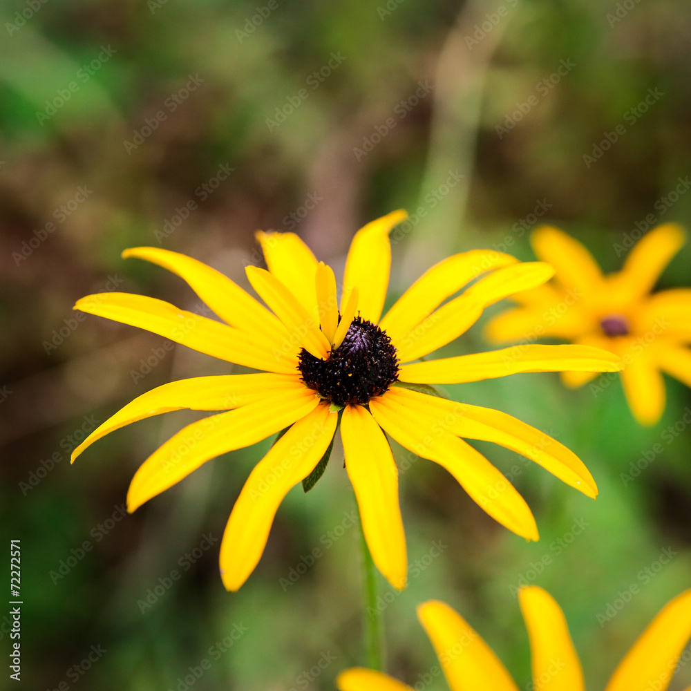 Yellow flowers