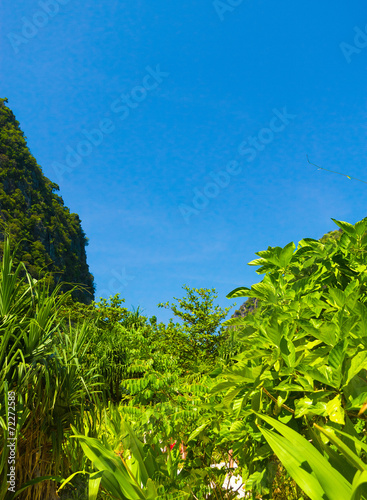Tropical Park Natural Beauty