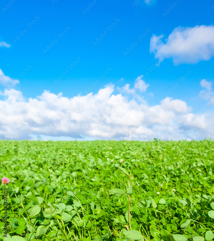 grass grass