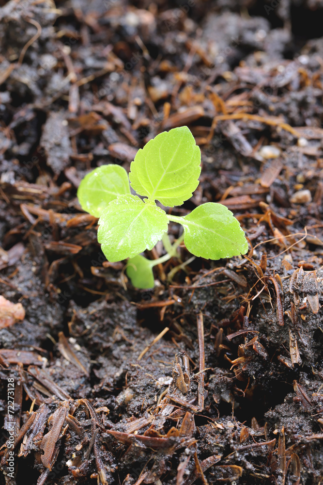 Green seedlings are growing on ground. Green seedlings are growing on ground.
