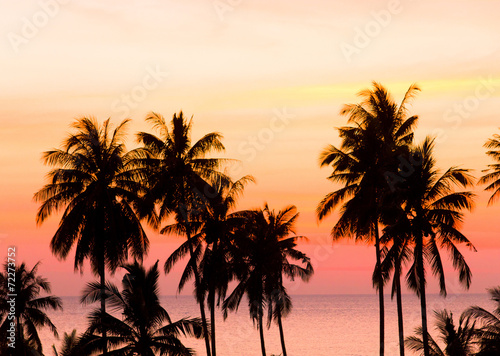 Evening Scene Palm Paradise