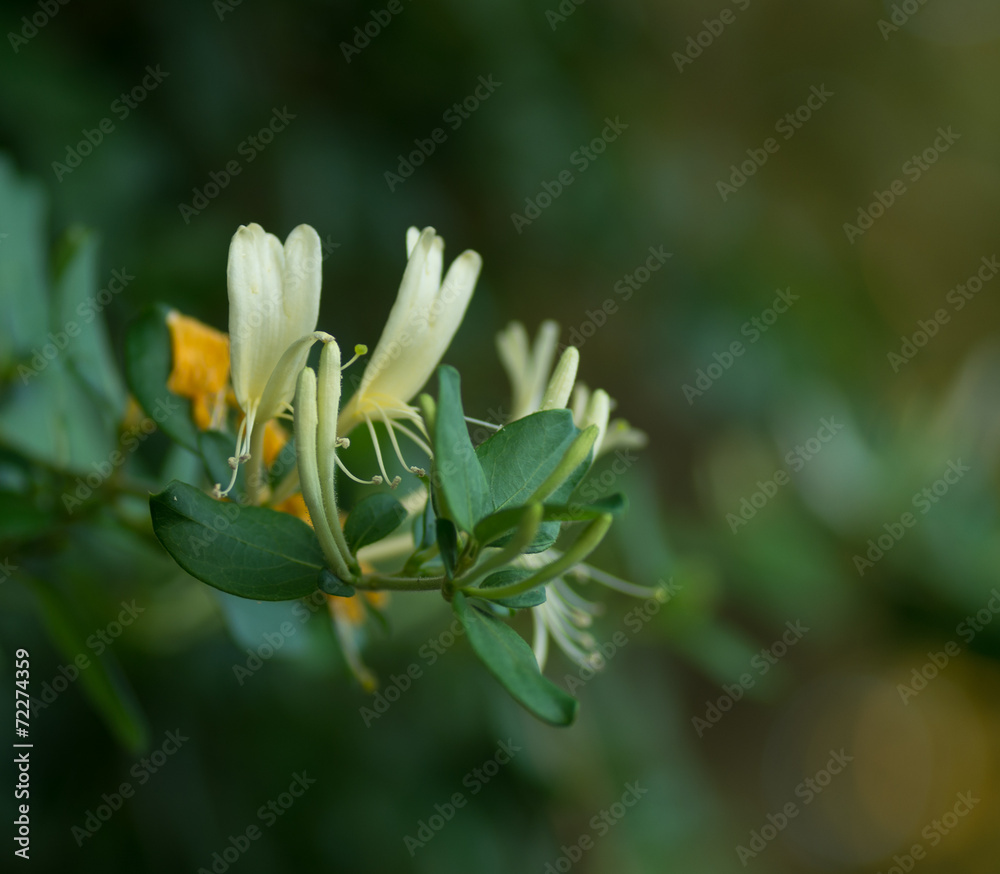 Jasmin Jasmin