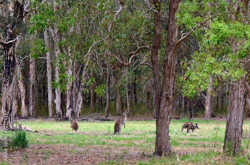 Eastern grey kangaroos © Rafael Ben-Ari