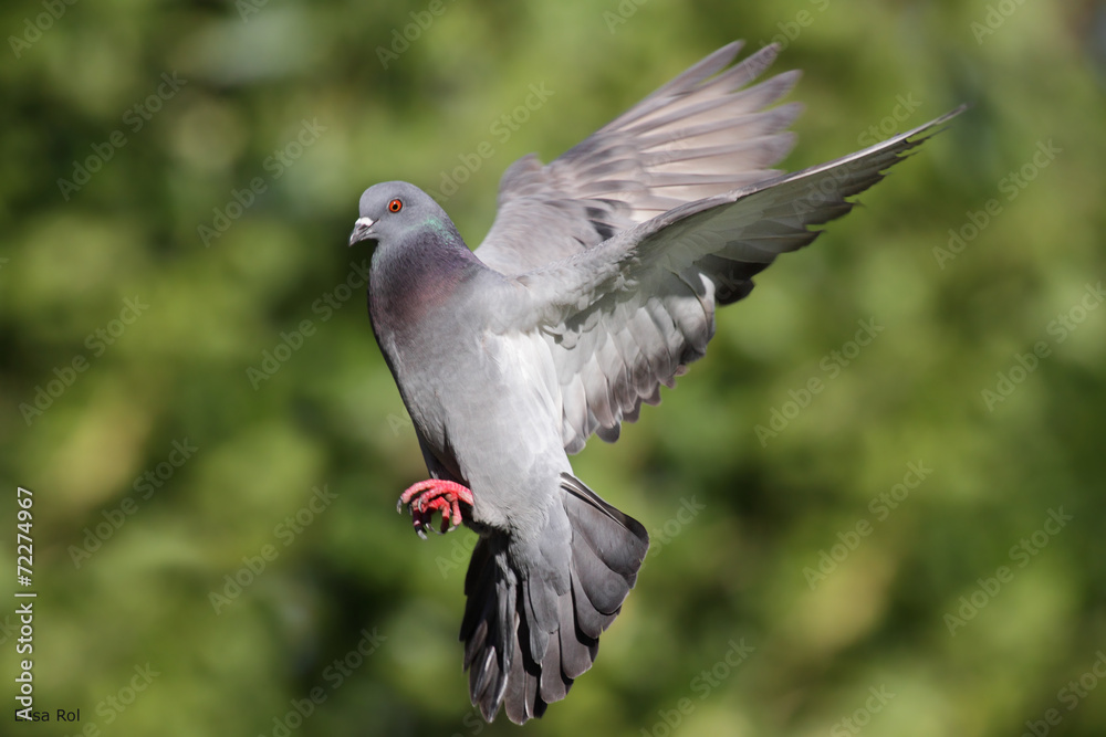 Fototapeta premium Ave - Paloma Domestica - Pigeon