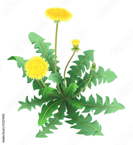 Dandelion flower isolated