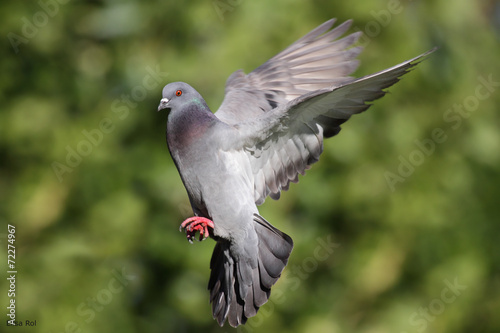Ave - Paloma Domestica - Pigeon