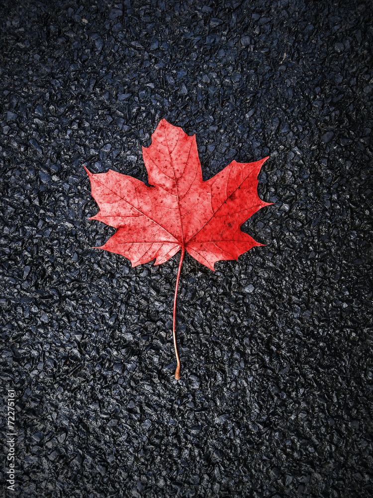 Red autumn leaf on black asphalt background. Red autumn leaf on black asphalt background.
