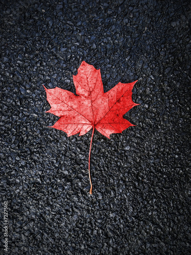 Red autumn leaf on black asphalt background.