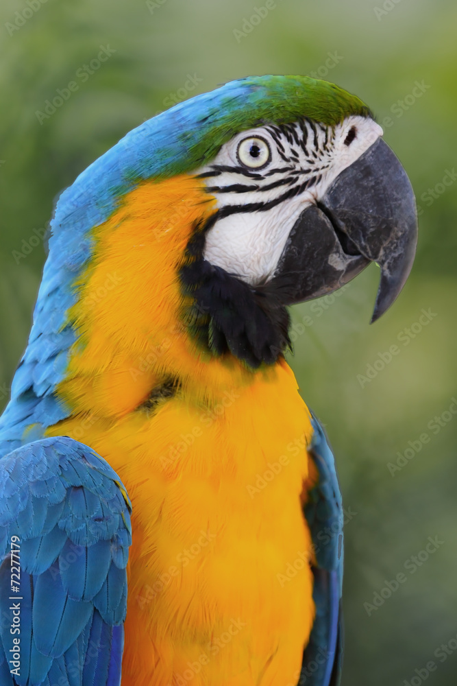 Ave - Papa Gallo - Blue and yellow macaw