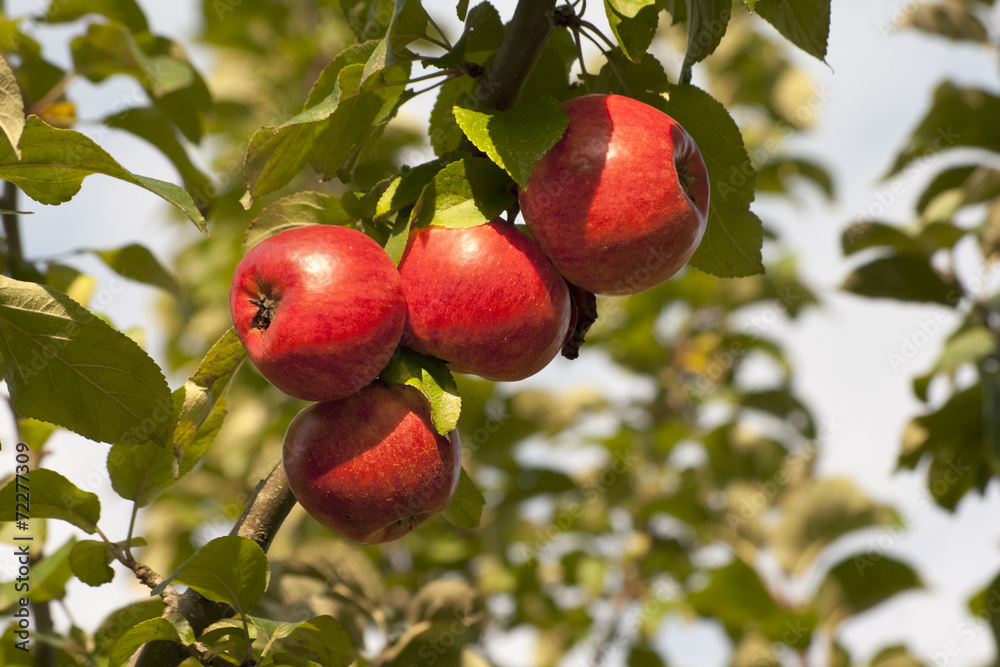 Apfel Baum Apfel Baum
