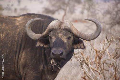 Wasserbüffel in Kenia © anyaro