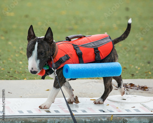 Miniature bull terrier walking around the pool in his vest