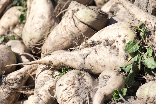 sugar beet