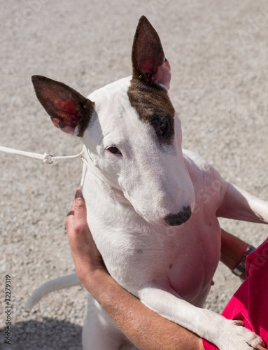 Bull terrier puppy getting a hug photo