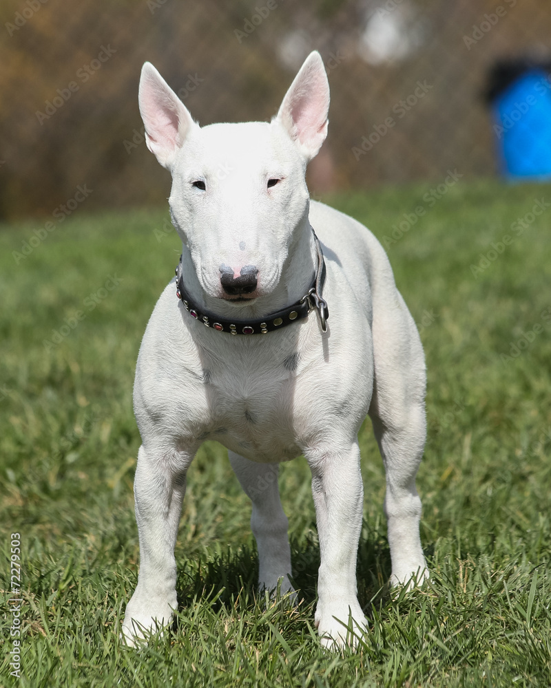 White English Bull Terrier posing at the park