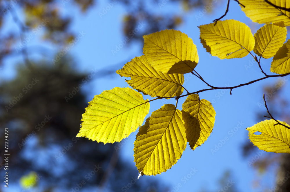 Autumn leaves Autumn leaves
