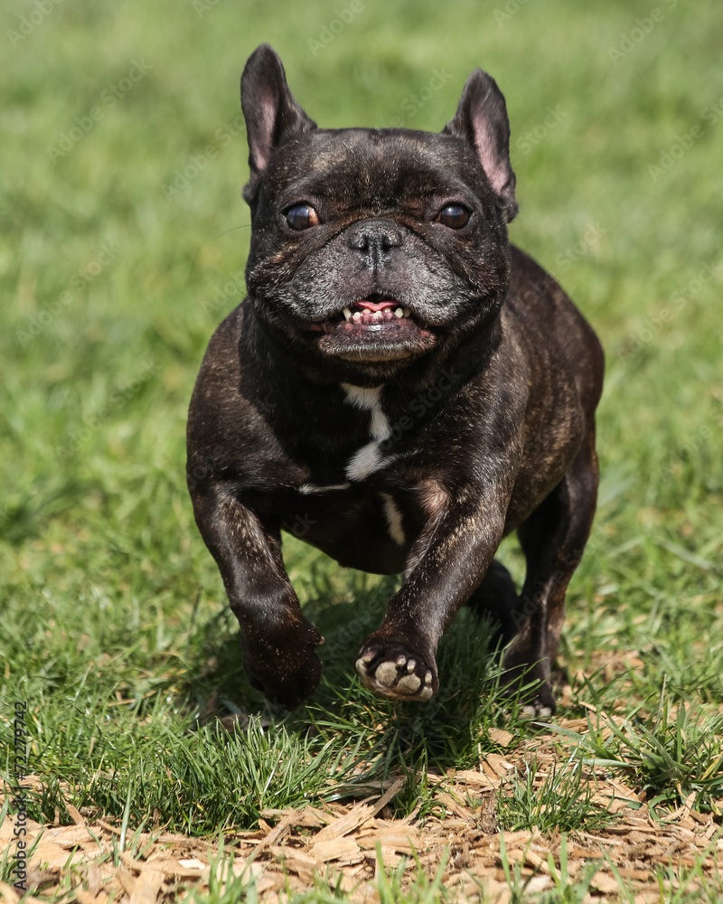 French bulldog running through the park French bulldog running through the park