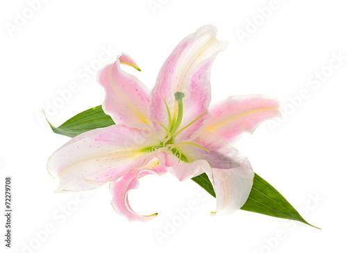 Pink Lily Isolated on White Background