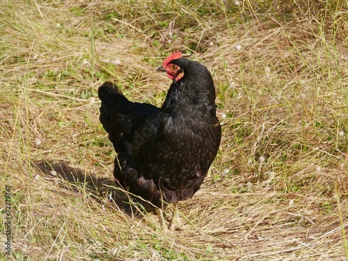 The Australorp is a black chicken breed of Australian origin