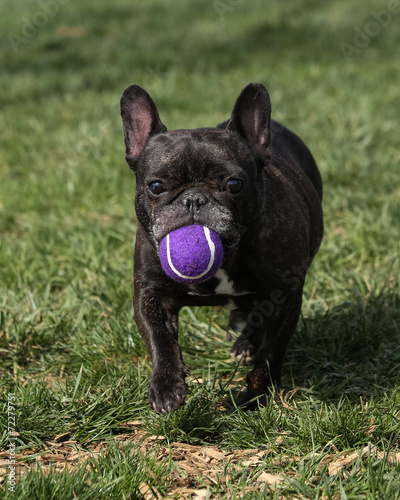 Fototapeta Naklejka Na Ścianę i Meble -  French Bull dog with his ball