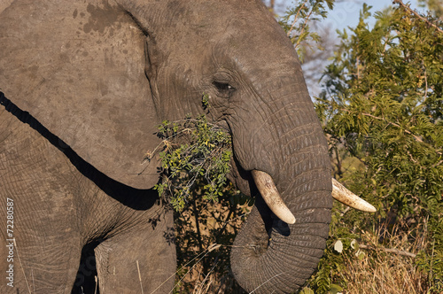 Elephant eats fresh leaves of the bush photo