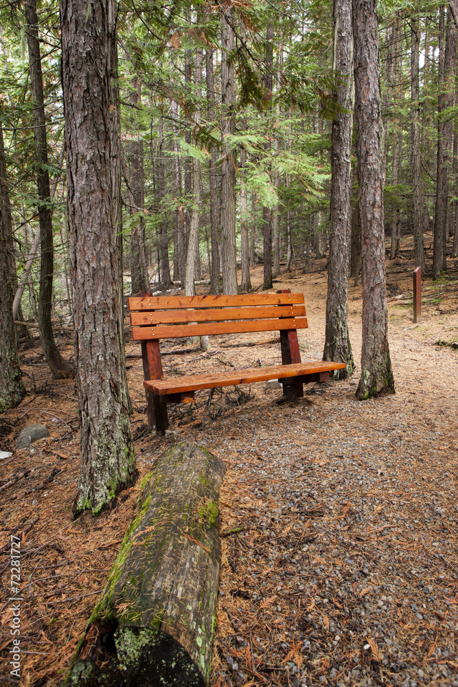 Park Bench in forest.