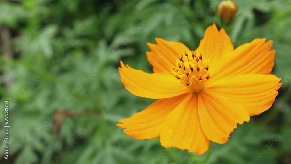 Beautiful cosmos or mexican aster flower Beautiful cosmos or mexican aster flower