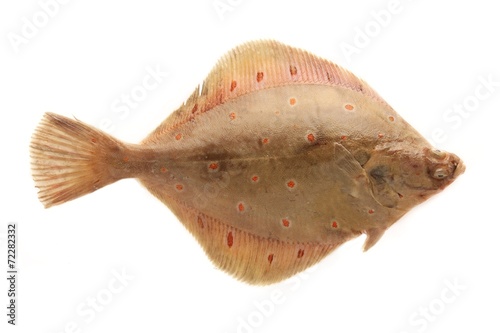 Fotografia Lemon Sole fish isolated on white background