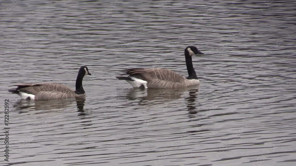 Canada Geese