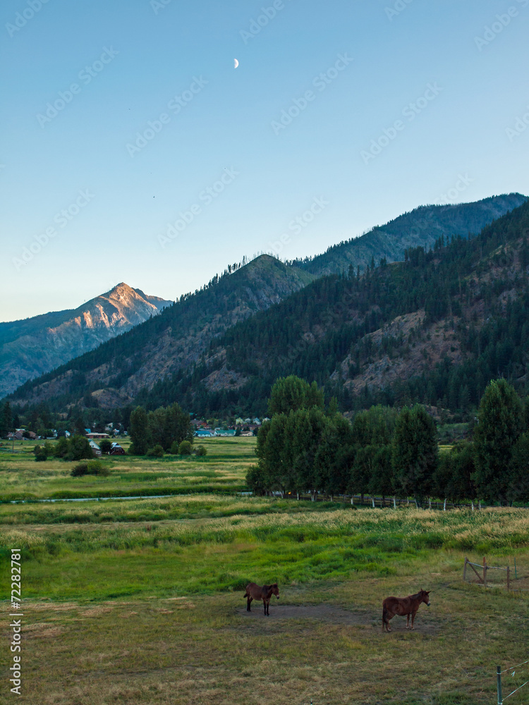 Horses in a Fenced Field with Mountains Horses in a Fenced Field with Mountains