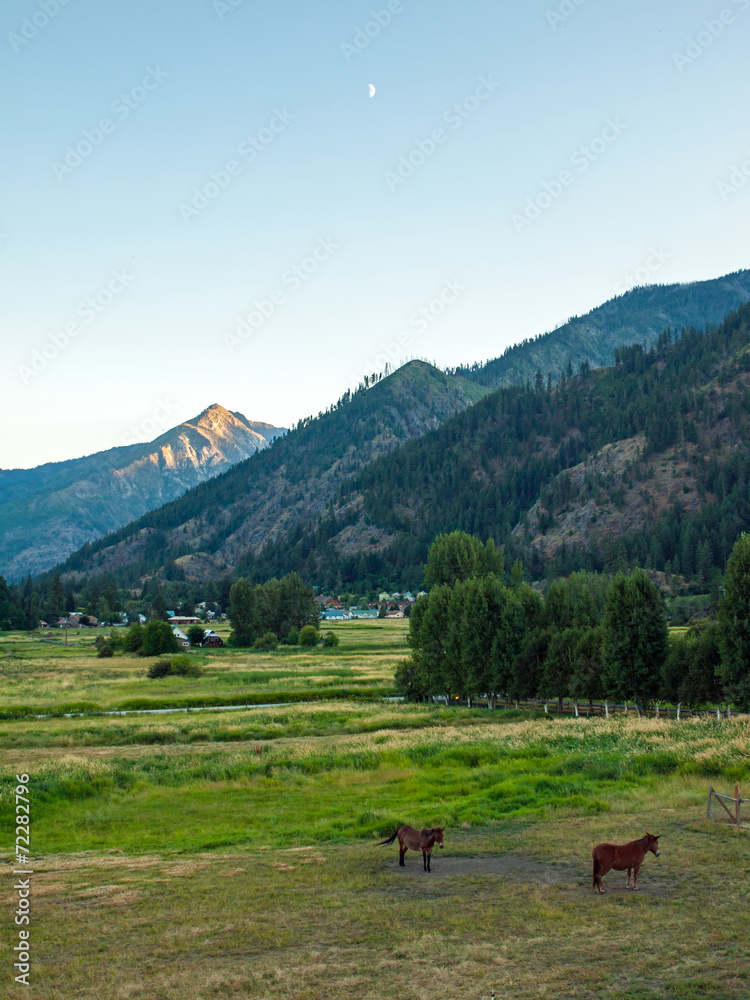 Horses in a Fenced Field with Mountains Horses in a Fenced Field with Mountains