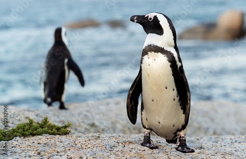 African penguins.