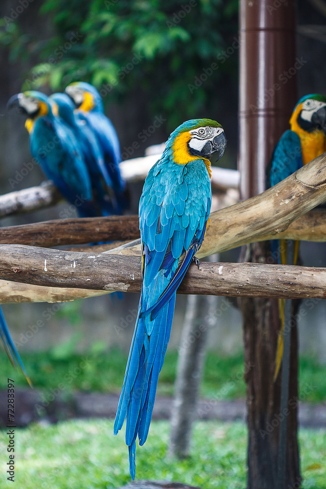 Obraz premium Blue-and-Yellow Macaw (Ara ararauna), also known as the Blue-and