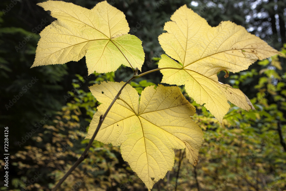 Three vine maple leaves. Three vine maple leaves.