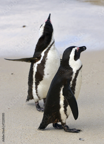  African penguin