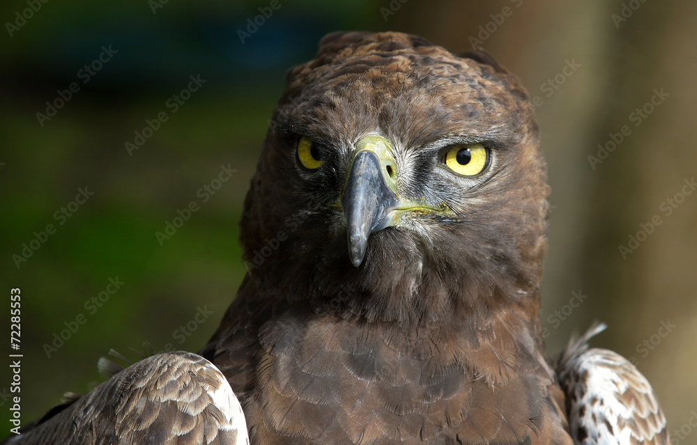 Obraz premium Close-up photo of a Martial Eagle.