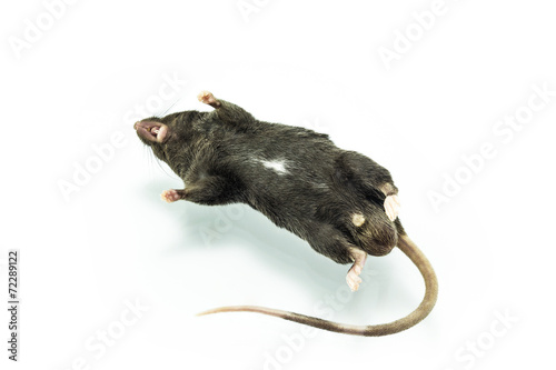 Dead rat