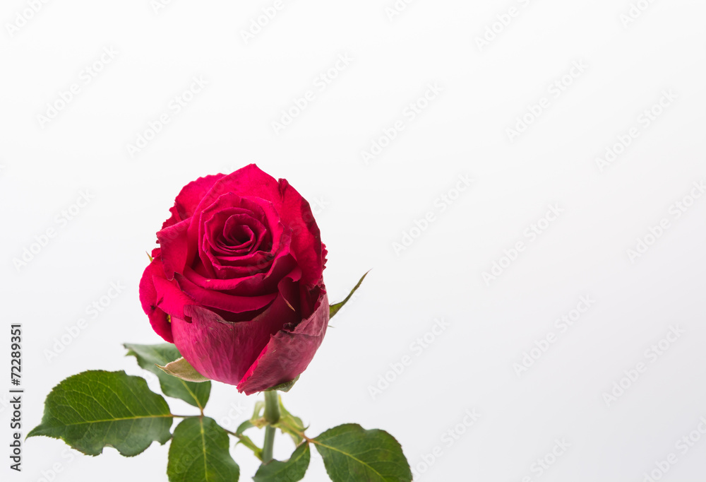 Fototapeta premium red rose