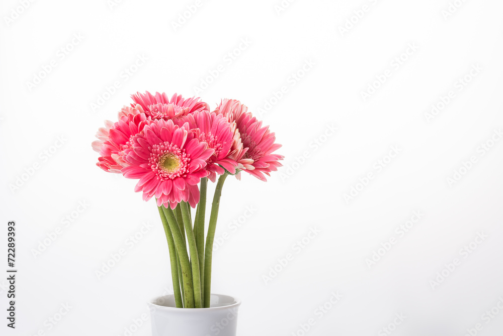 Pink gerbera flower