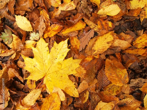 Autumn park ground with autumn leaves, colorful maple leaves