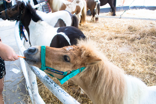 Fotografie Shetland pony horse